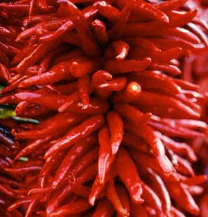 Kashmere Chili - essential ingredient for Vindaloo