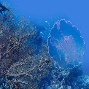 Scuba diving in the Andaman