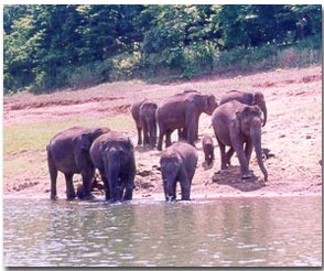 Elephants frolic near River Periyar