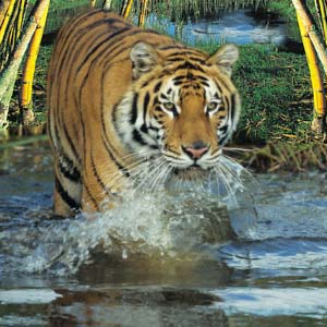 Sundarbans National Park