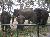 Wayanad