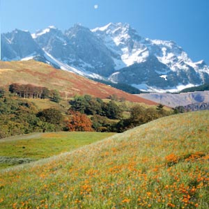 Valley of Flowers