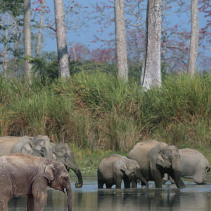 Bandipur National Park