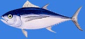 Big eye tuna