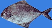 Black pomfret