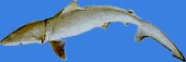 Black tip shark