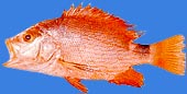 Blood red snapper