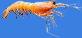 Deep sea shrimp