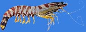 Flower prawn