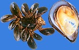 Green mussel