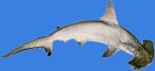 Hammer head shark