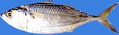 Indian mackerel