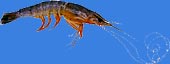 Marine shrimp