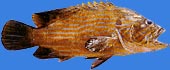 Reef cod