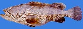 Reef cod