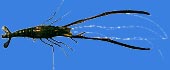 Scampi