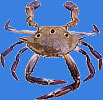 Sea Crab