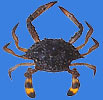 Sea crab