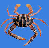 Sea Crab