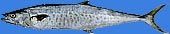 Seer fish (Spanish-mackerel)