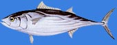 Skipjack tuna