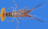 Spiny lobster (Rock lobster)