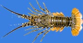 Spiny lobster (Rock lobster)