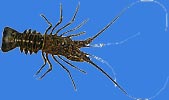 Spiny lobster (Rock lobster)