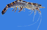 Tiger prawn