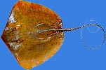 Whip tail sting ray