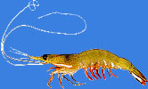 White Prawn