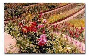 Botanical Garden in Ooty