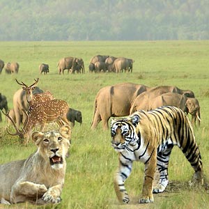 Jim Corbett National Park