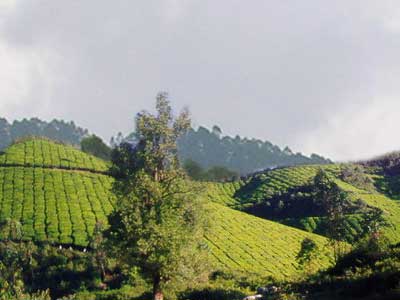 Munnar, Tourist destinations in Munnar, Mattupetty, Devikulam, Rajamalai, Marayoor