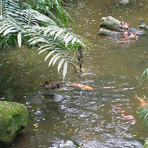 Neora Valley National Park