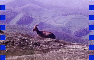 South India Tour, Nilagiri Tahr in Anaimudi