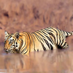 Ranthambore National Park