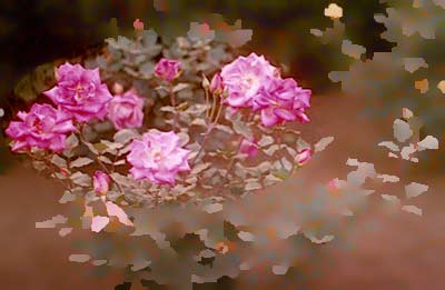 Rose bushes in the Botanical Garden of Ooty