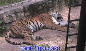 A sleeping Tiger